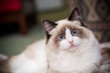 Genç, sağlıklı, güzel, safkan Ragdoll kedisi, evinde.