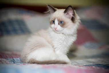 Küçük iki aylık Ragdoll yavrusu evde.