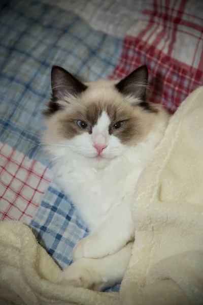 Joven Sana Hermosa Pura Raza Ragdoll Gato Casa — Foto de Stock