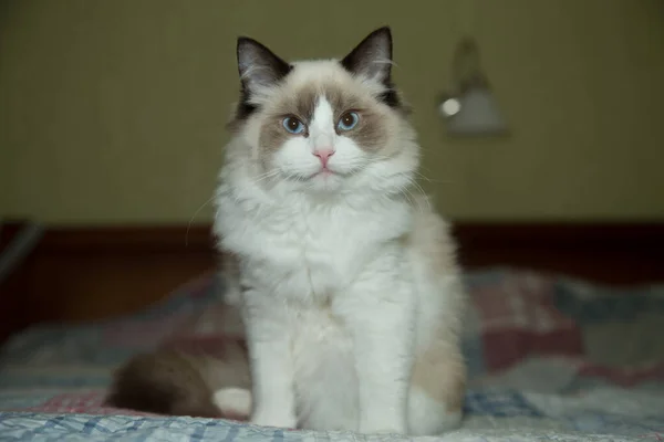 Młody Zdrowy Piękny Kot Ragdoll Czystej Krwi Domu — Zdjęcie stockowe