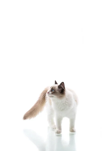 Young Beautiful Ragdoll Cat Isolated White Background — Stock Photo, Image