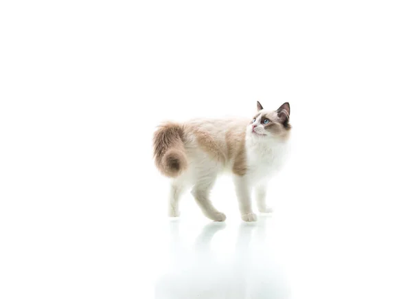 Jovem Bela Ragdoll Gato Isolado Fundo Branco — Fotografia de Stock