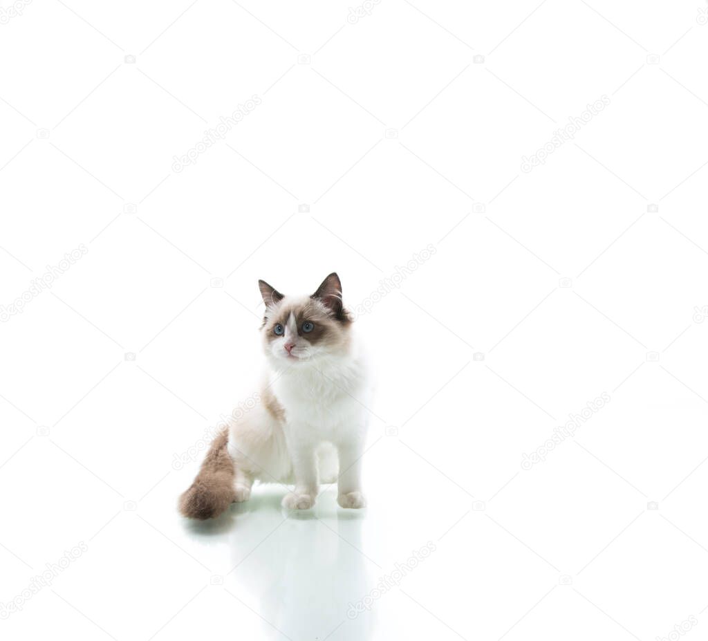Young beautiful Ragdoll cat isolated on white background