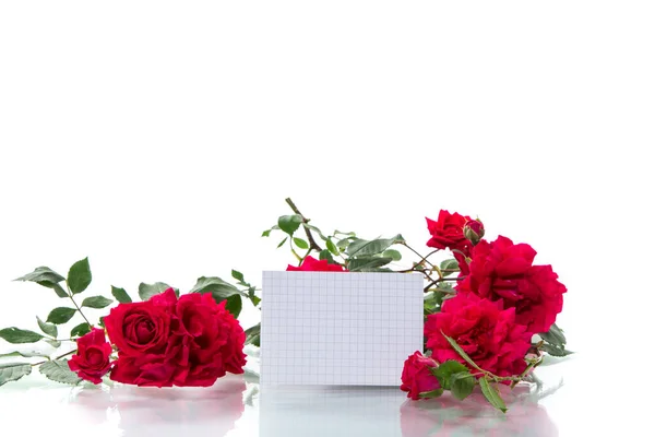 Bouquet Belle Rose Rosse Isolate Sfondo Bianco — Foto Stock