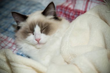 Genç, sağlıklı, güzel, safkan Ragdoll kedisi, evinde.