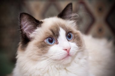 Genç, sağlıklı, güzel, safkan Ragdoll kedisi, evinde.