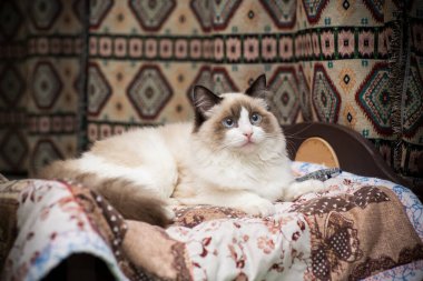 Genç, sağlıklı, güzel, safkan Ragdoll kedisi, evinde.