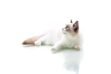 Genç, güzel Ragdoll kedisi beyaz arka planda izole edilmiş