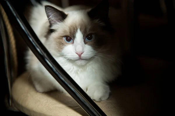 Young Healthy Beautiful Purebred Ragdoll Cat Home — Stock Photo, Image