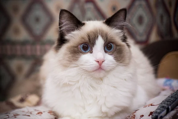 Joven Sana Hermosa Pura Raza Ragdoll Gato Casa — Foto de Stock