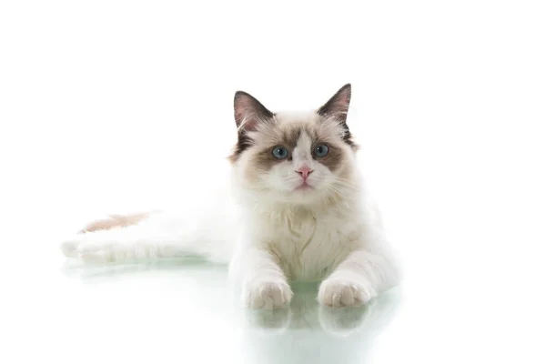 Junge Schöne Ragdoll Katze Isoliert Auf Weißem Hintergrund — Stockfoto
