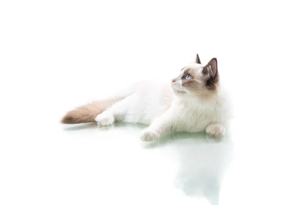 Νεαρή Όμορφη Γάτα Ragdoll Απομονώνονται Λευκό Φόντο — Φωτογραφία Αρχείου