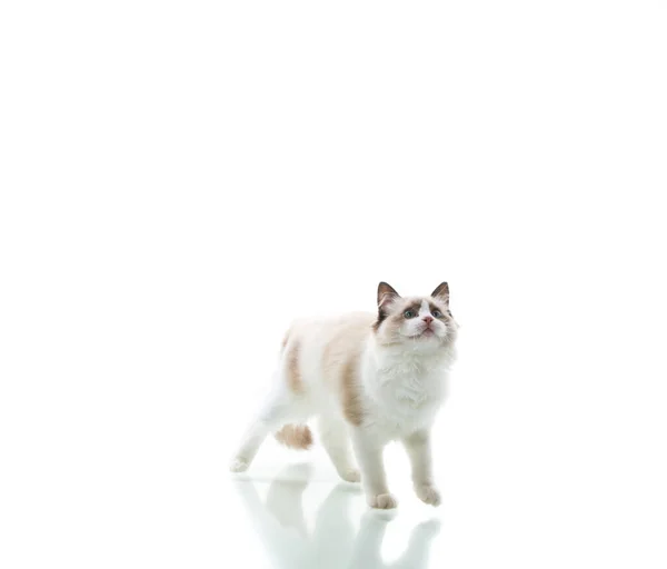 Jovem Bela Ragdoll Gato Isolado Fundo Branco — Fotografia de Stock