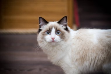 Genç, sağlıklı, güzel, safkan Ragdoll kedisi, evinde.