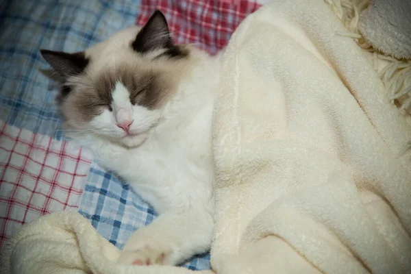 Giovane Sano Bel Gatto Ragdoll Razza Pura Casa — Foto Stock