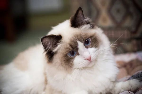 Jonge Gezonde Mooie Rasechte Ragdoll Kat Thuis — Stockfoto