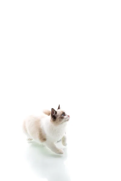 Młody Piękny Ragdoll Kot Izolowane Białym Tle — Zdjęcie stockowe