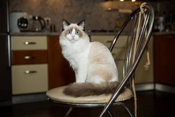 Jovem Saudável Bonito Puro Sangue Ragdoll Gato Casa — Fotografia de Stock