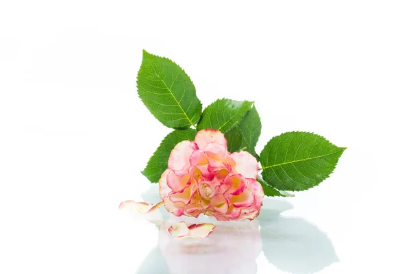 Bright Pink Rose Green Leaves Isolation White Background — Stock Photo, Image