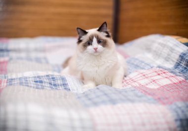 Evinde, mavi gözlü, güzel, beyaz, safkan Ragdoll bebeği..