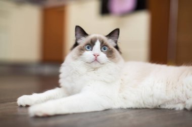 Evinde, mavi gözlü, güzel, beyaz, safkan Ragdoll bebeği..