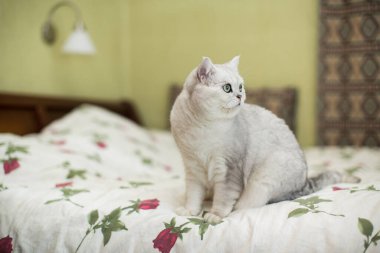 Yetişkin kedi şeceresi İskoç çinçillası..