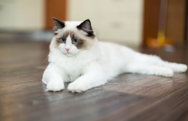 年轻貌美 蓝眼睛的拉古娃娃猫 在家里 — 图库照片