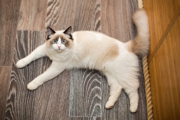 Hermosa Joven Blanco Pura Raza Ragdoll Gato Con Ojos Azules — Foto de Stock