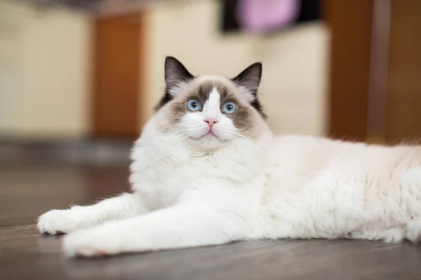 Schöne Junge Weiße Reinrassige Ragdoll Katze Mit Blauen Augen Hause — Stockfoto
