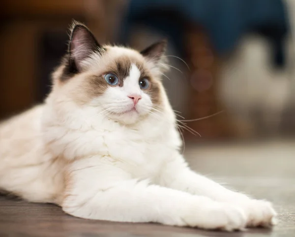 파란색 아름다운 순종하는 래그돌 고양이 집에서 — 스톡 사진