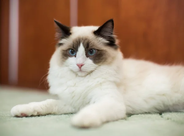 Mooie Jonge Witte Rasechte Ragdoll Kat Met Blauwe Ogen Thuis — Stockfoto