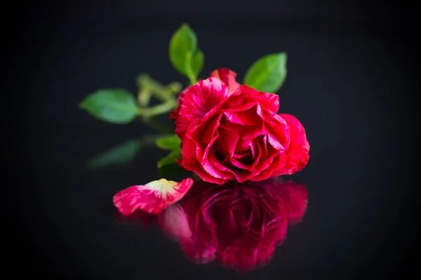 Красная Роза Зелеными Листьями Изоляция Тёмном Фоне — стоковое фото