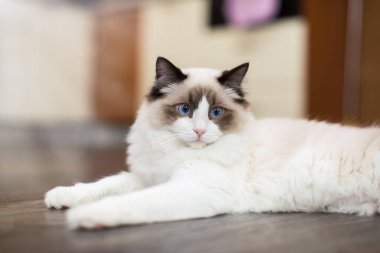 Evinde, mavi gözlü, güzel, beyaz, safkan Ragdoll bebeği..