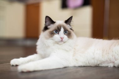 Evinde, mavi gözlü, güzel, beyaz, safkan Ragdoll bebeği..