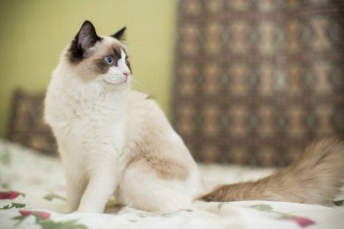 Evinde, mavi gözlü, güzel, beyaz, safkan Ragdoll bebeği..