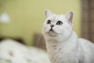 Yetişkin kedi şeceresi İskoç çinçillası..