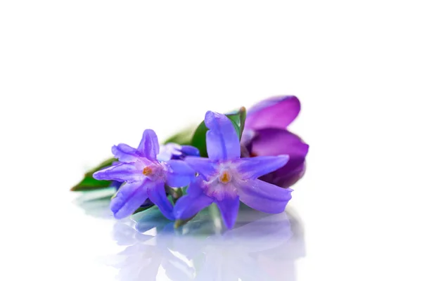 Ранньою Весною Фіолетові Квіти Крокуси Ізольовані Білому Тлі — стокове фото