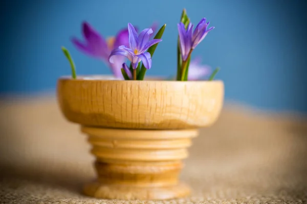 Vroeg Voorjaar Paarse Bloemen Krokussen Geïsoleerd Blauwe Achtergrond — Stockfoto