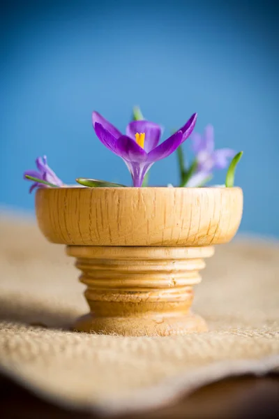 Principios Primavera Flores Púrpura Azafrán Aislado Sobre Fondo Azul —  Fotos de Stock