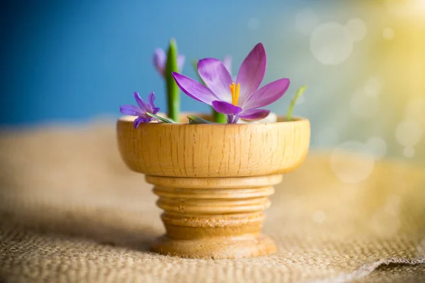 Principios Primavera Flores Púrpura Azafrán Una Olla Madera —  Fotos de Stock