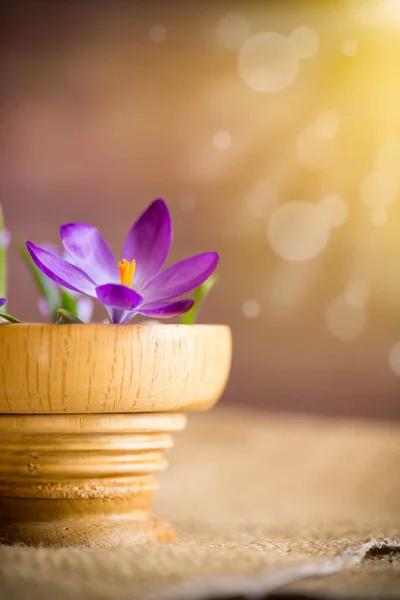 Principios Primavera Flores Púrpura Azafrán Una Olla Madera —  Fotos de Stock