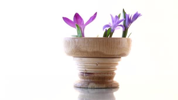 Early spring purple flowers crocuses on white background — Stock Video