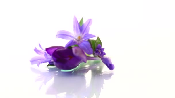 Tidig vår lila blommor krokusar på vit bakgrund — Stockvideo