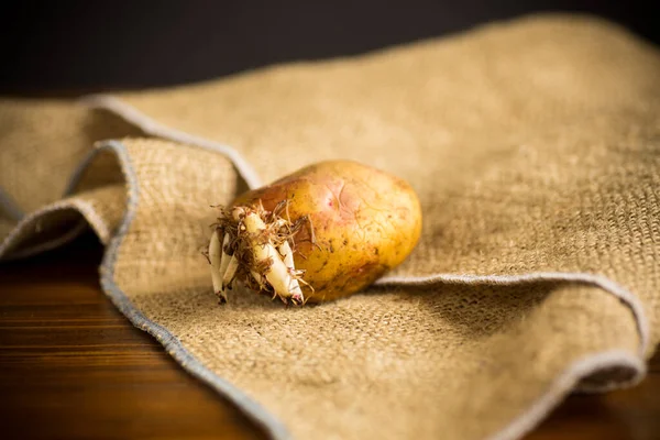 Oude Aardappelzaailing Met Jonge Kiemgroenten Jute Een Houten Tafel — Stockfoto