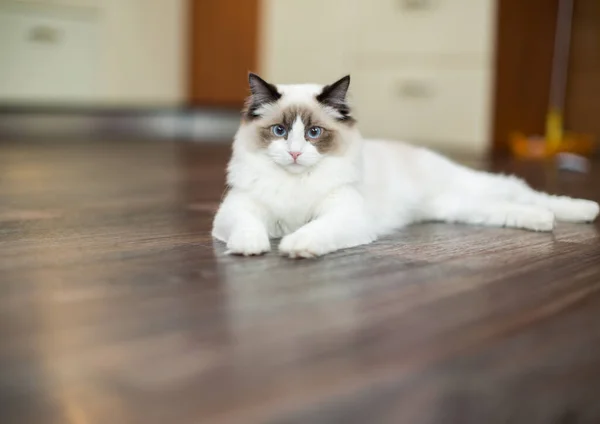 Mooie Jonge Witte Rasechte Ragdoll Kat Met Blauwe Ogen Thuis — Stockfoto