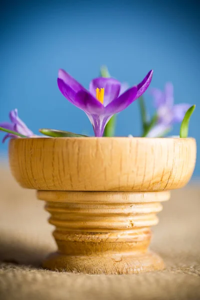 Início Primavera Flores Roxas Crocos Isolados Fundo Azul — Fotografia de Stock
