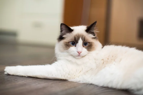 Schöne Junge Weiße Reinrassige Ragdoll Katze Mit Blauen Augen Hause — Stockfoto