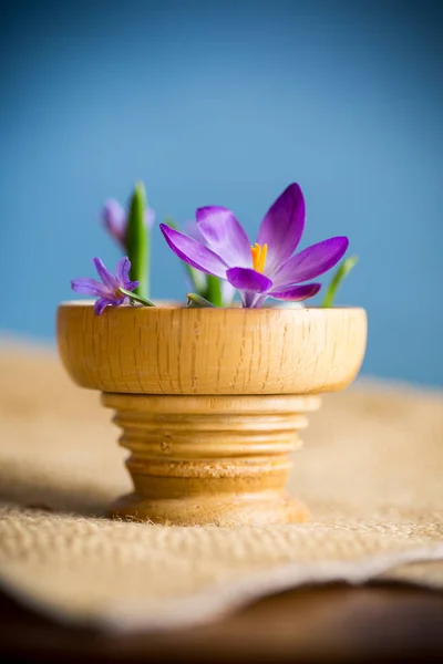 Principios Primavera Flores Púrpura Azafrán Aislado Sobre Fondo Azul —  Fotos de Stock