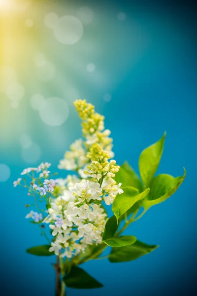 Bouquet Primavera Fioritura Lilla Bianca Sfondo Blu — Foto Stock