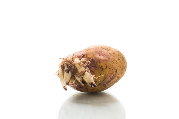 Oude Aardappelzaailing Met Jonge Spruiten Geïsoleerd Witte Achtergrond — Stockfoto